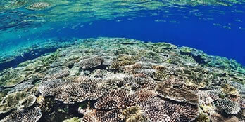 石垣島のサンゴ礁