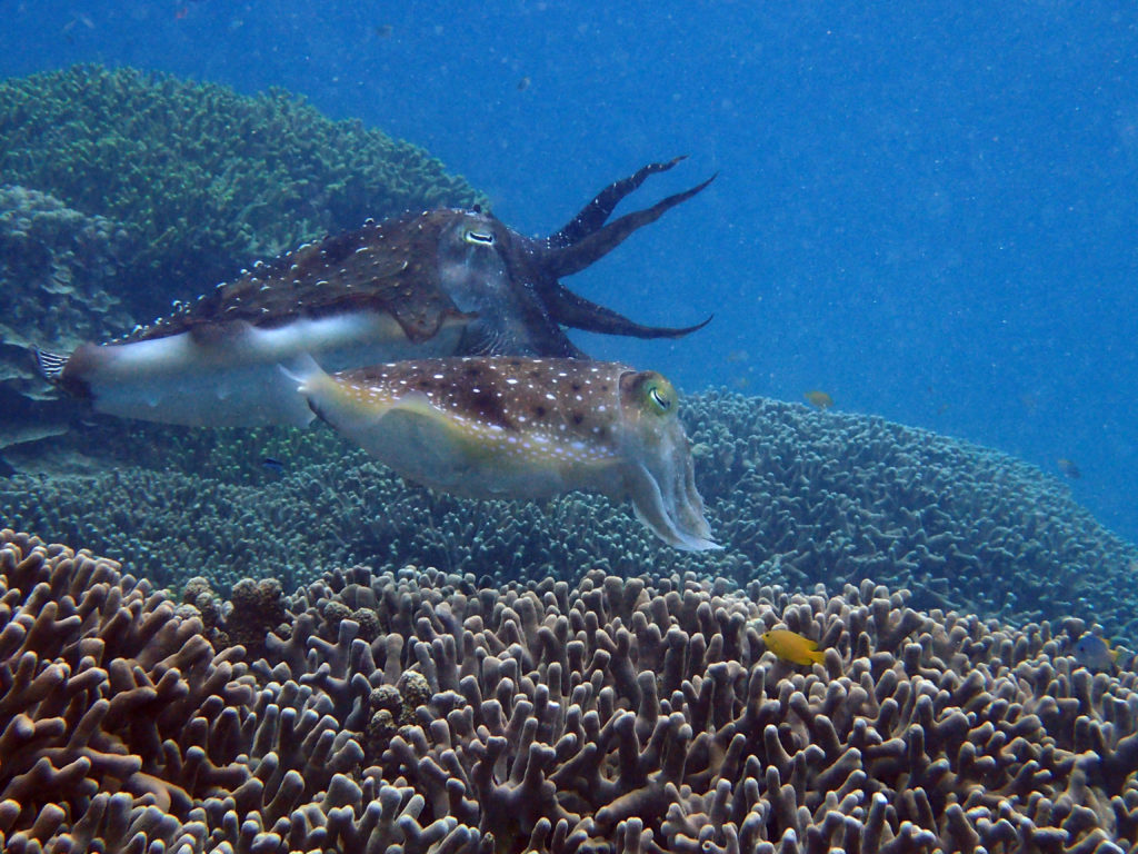春はコブシメ コブシメの生体について V 石垣島ダイビングショップ マリンメイト