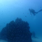 スカシテンジクダイに癒され、ツバメウオ＆バラクーダも！ヨナラはまさかのマンタ不在…！｜石垣島ダイビングショップ・マリンメイト