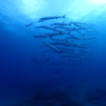 バラクーダにイソマグロ、ヨナラではマンタ登場！贅沢すぎる1日✨｜石垣島ダイビングショップ・マリンメイト