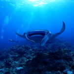 パナリでマンタ祭り開催！！10枚以上の大乱舞✨｜石垣島ダイビングショップ・マリンメイト