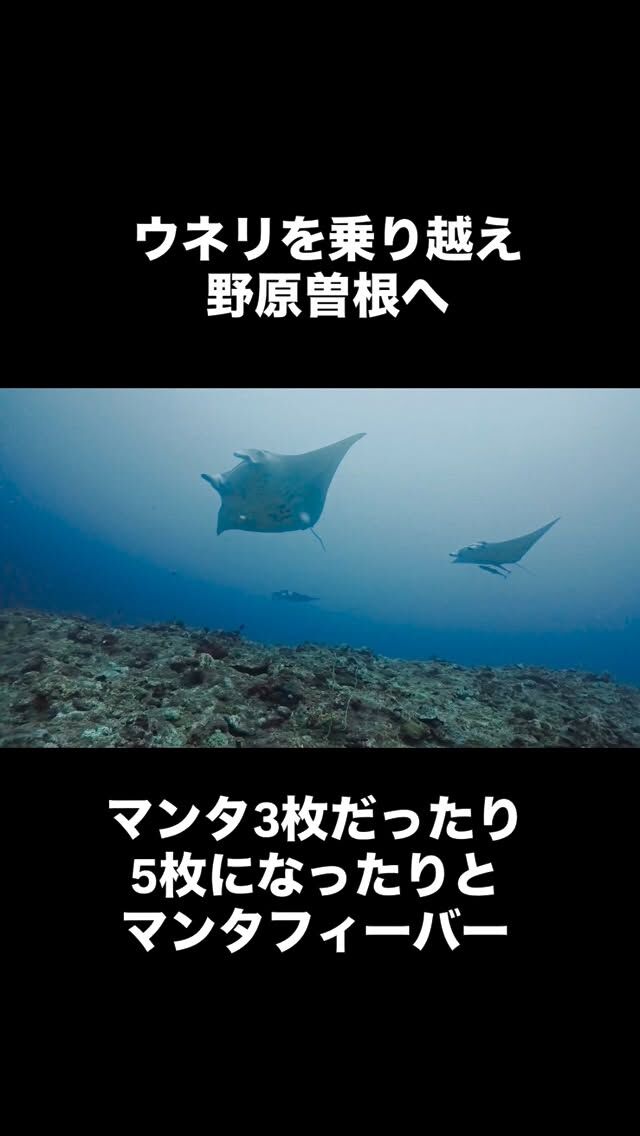 ウネリを乗り越え　野原曽根へ
マンタ5枚に、ギンガメ＆バラクーダ
ヨナラは😭😭😭
明日こそ‼️ヨナラマンタでますように🙏
@marinemate_ishigaki  2023年新艇造船　25名乗り大型ダイビング船でご案内🚢  🐟お得に楽しんじゃおう‼️
　現金特価キャンペーン‼️
　🤿ファンダイビング
「3ダイブ　19000円」　税込、ランチ付き  下記からご予約お待ちしております。
⬇️
https://marinemate.net
#石垣島ダイビング #ヨナラ水道 #ドリフトダイビング #マンタ #石垣島マリンメイト #ダイビング女子 #divingphotography #沖縄ダイビング #野原曽根#上級者ダイビング
#大物狙いダイビング#ギンガメトルネード
#石垣島ダイビングショップ
#石垣島マリンメイト
#マリンメイト
#沖縄ダイビング
#ダイビング好きな人と繋がりたい
#ダイビング女子
#ダイビングライフ
#IshigakiDiving #YonaraChannel #MantaRayDiving #DriftDiving #OkinawaDiving #Nohorozone #ScubaLife #UnderwaterPhotography #ScubaDivingJapan #SwimWithMantas
#PADI