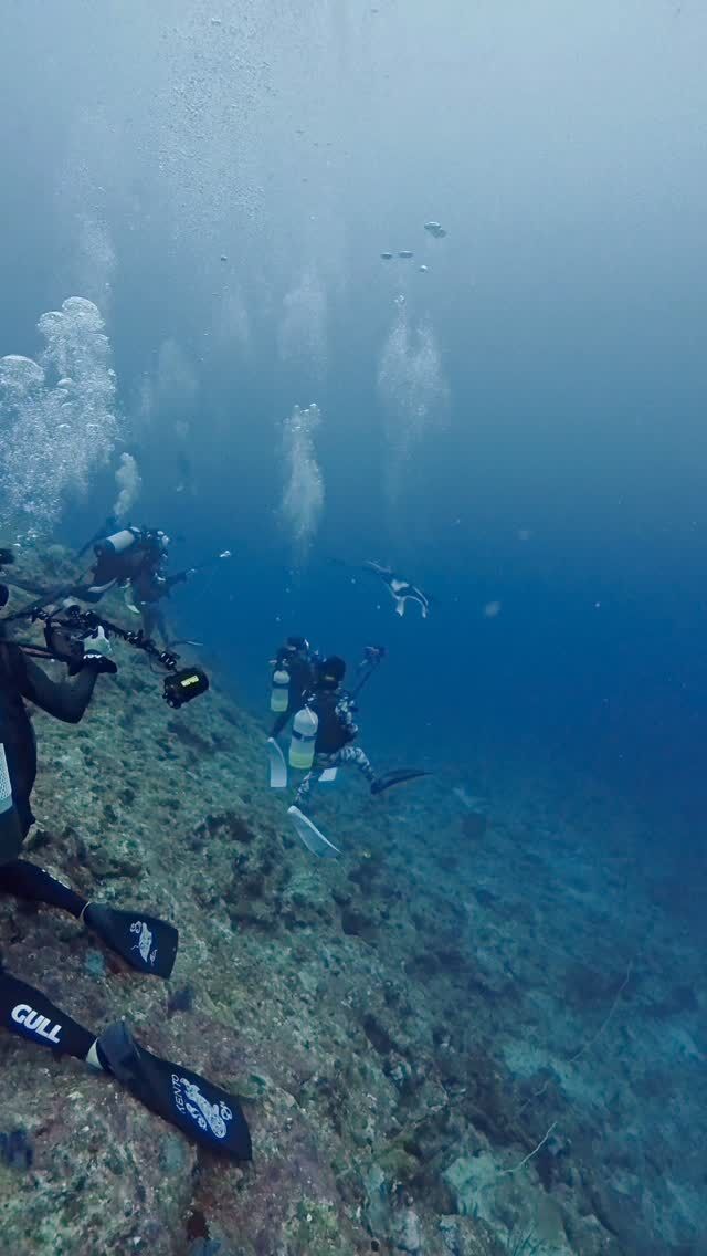 今日もヨナラ＆野原曽根へ
1本目は竹富砂地でまったりと
スカシテンジクダイと、ヨスジフエダイに巻かれ
2本目はヨナラへ
NOマンタでしたが、カマストガリザメをチラッと見れました。
このままでは終われない‼️
3本目は野原曽根
3枚のマンタに会えました❤️
明日もドリフトダイビング楽しんで来まーす😆👍
@marinemate_ishigaki  2023年新艇造船　25名乗り大型ダイビング船でご案内🚢  🐟お得に楽しんじゃおう‼️
　現金特価キャンペーン‼️
　🤿ファンダイビング
「3ダイブ　19000円」　税込、ランチ付き  下記からご予約お待ちしております。
⬇️
https://marinemate.net
#石垣島ダイビング #ヨナラ水道 #ドリフトダイビング #マンタ #石垣島マリンメイト #ダイビング女子 #divingphotography #沖縄ダイビング #野原曽根#上級者ダイビング
#大物狙いダイビング#ギンガメトルネード
#石垣島ダイビングショップ
#石垣島マリンメイト
#マリンメイト
#沖縄ダイビング
#ダイビング好きな人と繋がりたい
#ダイビング女子
#ダイビングライフ
#IshigakiDiving #YonaraChannel #MantaRayDiving #DriftDiving #OkinawaDiving #Nohorozone #ScubaLife #UnderwaterPhotography #ScubaDivingJapan #SwimWithMantas
#PADI