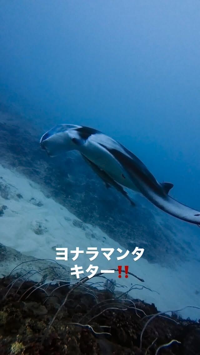前線がある為、海は時化＆雨
1本目は黒島でドリフトダイビング
2本目は、パナリでマンタ探しのー撃沈💦
3本目は、ヨナラ水道へ
水中はウネリがあって、ウネリの波を使いながら前進。
諦めかけてたらー
キタキタ　マンタ様❤️
ずーっとホバリングしてくれました。
皆さん笑顔でエキジットです👍
@marinemate_ishigaki  2023年新艇造船　25名乗り大型ダイビング船でご案内🚢  🐟お得に楽しんじゃおう‼️
　現金特価キャンペーン‼️
　🤿ファンダイビング
「3ダイブ　19000円」　税込、ランチ付き  下記からご予約お待ちしております。
⬇️
https://marinemate.net
#石垣島ダイビング #ヨナラ水道 #ドリフトダイビング #マンタ #石垣島マリンメイト #ダイビング女子 #divingphotography #沖縄ダイビング #野原曽根#上級者ダイビング
#大物狙いダイビング#ギンガメトルネード
#石垣島ダイビングショップ
#石垣島マリンメイト
#マリンメイト
#沖縄ダイビング
#ダイビング好きな人と繋がりたい
#ダイビング女子
#ダイビングライフ
#IshigakiDiving #YonaraChannel #MantaRayDiving #DriftDiving #OkinawaDiving #Nohorozone #ScubaLife #UnderwaterPhotography #ScubaDivingJapan #SwimWithMantas
#PADI