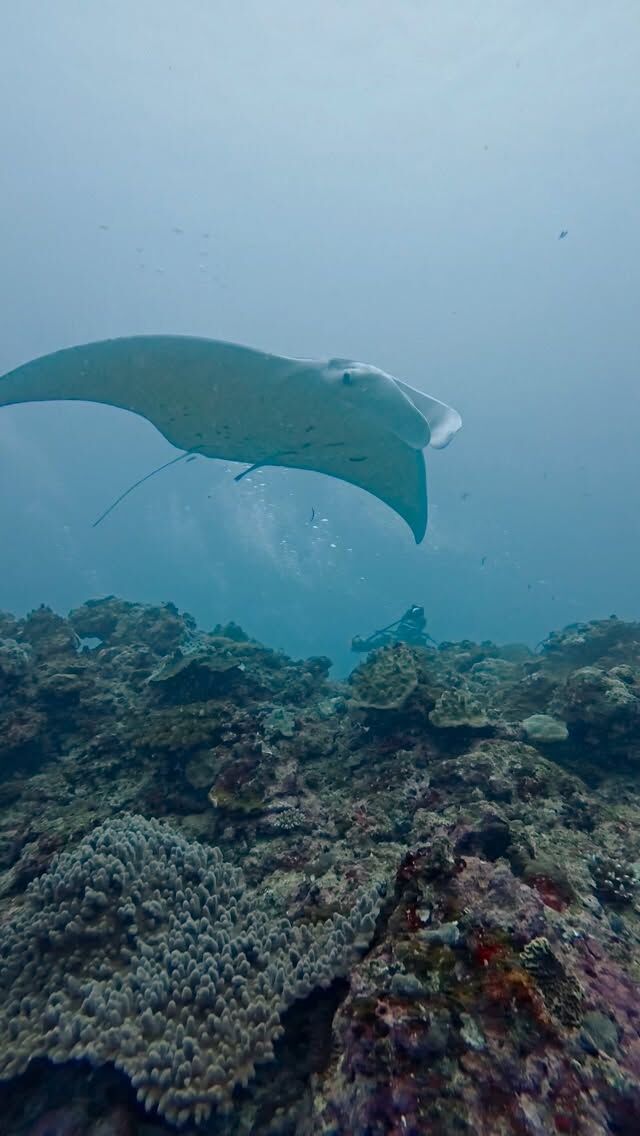 ヨナラマンタ好調になってきました👍
マンタ2枚のんびりホバリング
今日もドリフトダイビング行って来まーす😆
@marinemate_ishigaki  2023年新艇造船　25名乗り大型ダイビング船でご案内🚢  🐟お得に楽しんじゃおう‼️
　現金特価キャンペーン‼️
　🤿ファンダイビング
「3ダイブ　19000円」　税込、ランチ付き  下記からご予約お待ちしております。
⬇️
https://marinemate.net
#石垣島ダイビング #ヨナラ水道 #ドリフトダイビング #マンタ #石垣島マリンメイト #ダイビング女子 #divingphotography #沖縄ダイビング #野原曽根#上級者ダイビング
#大物狙いダイビング#ギンガメトルネード
#石垣島ダイビングショップ
#石垣島マリンメイト
#マリンメイト
#沖縄ダイビング
#ダイビング好きな人と繋がりたい
#ダイビング女子
#ダイビングライフ
#IshigakiDiving #YonaraChannel #MantaRayDiving #DriftDiving #OkinawaDiving #Nohorozone #ScubaLife #UnderwaterPhotography #ScubaDivingJapan #SwimWithMantas
#PADI