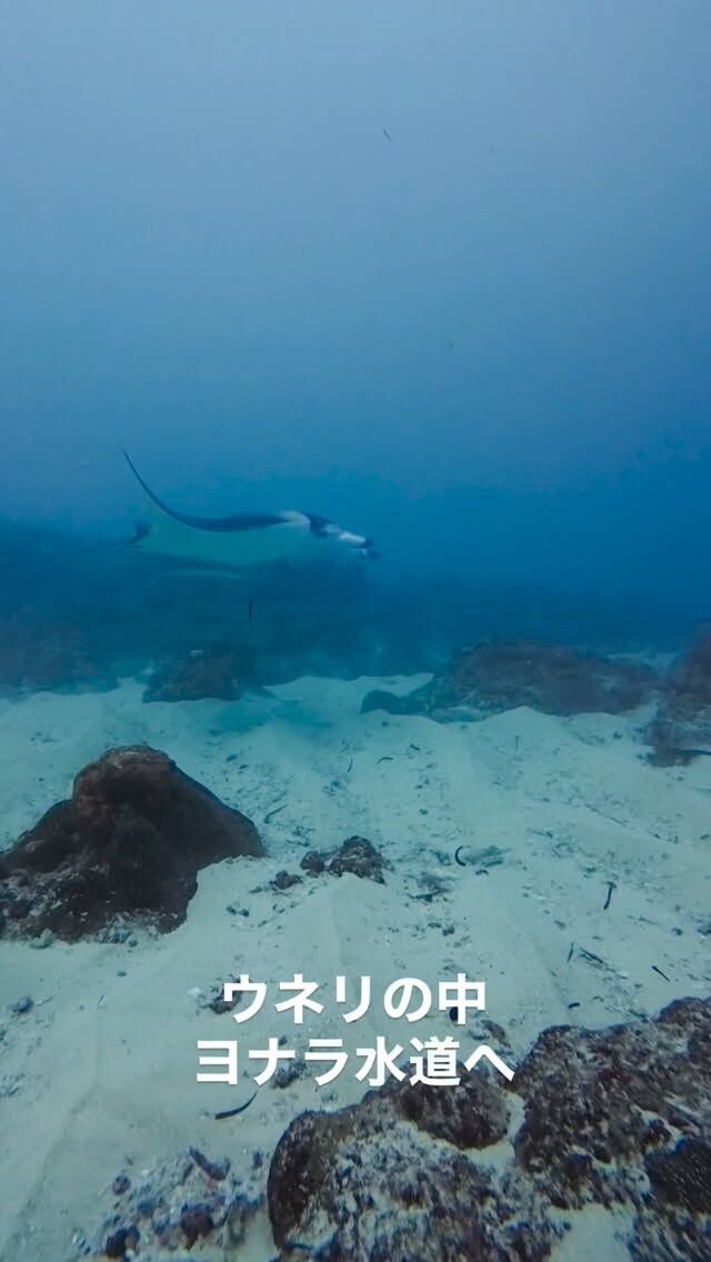今日もウネリの中、ヨナラ水道へ
透明度は少し回復
下見える😆
マンタも見れて、皆んな笑顔でエキジットです。
明日も大物探し行って来まーす👍
@marinemate_ishigaki  2023年新艇造船　25名乗り大型ダイビング船でご案内🚢  🐟お得に楽しんじゃおう‼️
　現金特価キャンペーン‼️
　🤿ファンダイビング
「3ダイブ　19000円」　税込、ランチ付き  下記からご予約お待ちしております。
⬇️
https://marinemate.net
#石垣島ダイビング #ヨナラ水道 #ドリフトダイビング #マンタ #石垣島マリンメイト #ダイビング女子 #divingphotography #沖縄ダイビング #野原曽根#上級者ダイビング
#大物狙いダイビング#ギンガメトルネード
#石垣島ダイビングショップ
#石垣島マリンメイト
#マリンメイト
#沖縄ダイビング
#ダイビング好きな人と繋がりたい
#ダイビング女子
#ダイビングライフ
#IshigakiDiving #YonaraChannel #MantaRayDiving #DriftDiving #OkinawaDiving #Nohorozone #ScubaLife #UnderwaterPhotography #ScubaDivingJapan #SwimWithMantas
#PADI