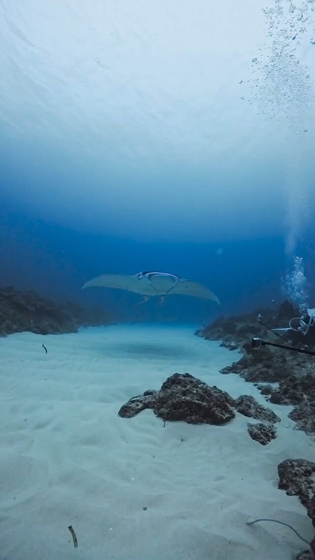 今日は野原曽根、ヨナラ水道ドリフトダイビング🤿
曽根もヨナラもマンタ祭りでした👍
@marinemate_ishigaki  2023年新艇造船　25名乗り大型ダイビング船でご案内🚢  🐟お得に楽しんじゃおう‼️
　現金特価キャンペーン‼️
　🤿ファンダイビング
「3ダイブ　19000円」　税込、ランチ付き  下記からご予約お待ちしております。
⬇️
https://marinemate.net
#石垣島ダイビング #ヨナラ水道 #ドリフトダイビング #マンタ #石垣島マリンメイト #ダイビング女子 #divingphotography #沖縄ダイビング #野原曽根#上級者ダイビング
#大物狙いダイビング#ギンガメトルネード
#石垣島ダイビングショップ
#石垣島マリンメイト
#マリンメイト
#沖縄ダイビング
#ダイビング好きな人と繋がりたい
#ダイビング女子
#ダイビングライフ
#IshigakiDiving #YonaraChannel #MantaRayDiving #DriftDiving #OkinawaDiving #Nohorozone #ScubaLife #UnderwaterPhotography #ScubaDivingJapan #SwimWithMantas
#PADI