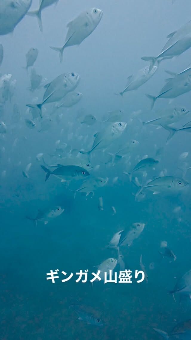 今日は石垣島周辺へ
ギンガメ、バラクーダ、オオメカマス、ゴガネシマアジと、大物🈵
テンション上がりますね✨
@marinemate_ishigaki  2023年新艇造船　25名乗り大型ダイビング船でご案内🚢  🐟お得に楽しんじゃおう‼️
　現金特価キャンペーン‼️
　🤿ファンダイビング
「3ダイブ　19000円」　税込、ランチ付き  下記からご予約お待ちしております。
⬇️
https://marinemate.net
#石垣島ダイビング #ヨナラ水道 #ドリフトダイビング #マンタ #石垣島マリンメイト #ダイビング女子 #divingphotography #沖縄ダイビング #野原曽根#上級者ダイビング
#大物狙いダイビング#ギンガメトルネード
#石垣島ダイビングショップ
#石垣島マリンメイト
#マリンメイト
#沖縄ダイビング
#ダイビング好きな人と繋がりたい
#ダイビング女子
#ダイビングライフ
#IshigakiDiving #YonaraChannel #MantaRayDiving #DriftDiving #OkinawaDiving #Nohorozone #ScubaLife #UnderwaterPhotography #ScubaDivingJapan #SwimWithMantas
#PADI