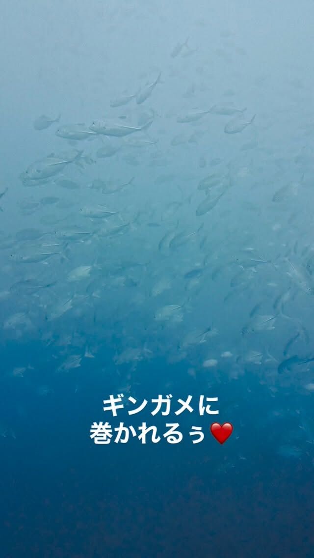 今日も海が🌊時化🌊😭
曽根にはいけなかったので、石垣島周りで。
ギンガメ、バラクーダ、ゴガネシマアジの大群に巻かれて来ました👍
魚群最高‼️
@marinemate_ishigaki  2023年新艇造船　25名乗り大型ダイビング船でご案内🚢  🐟お得に楽しんじゃおう‼️
　現金特価キャンペーン‼️
　🤿ファンダイビング
「3ダイブ　19000円」　税込、ランチ付き  下記からご予約お待ちしております。
⬇️
https://marinemate.net
#石垣島ダイビング #ヨナラ水道 #ドリフトダイビング #マンタ #石垣島マリンメイト #ダイビング女子 #divingphotography #沖縄ダイビング #野原曽根#上級者ダイビング
#大物狙いダイビング#ギンガメトルネード
#石垣島ダイビングショップ
#石垣島マリンメイト
#マリンメイト
#沖縄ダイビング
#ダイビング好きな人と繋がりたい
#ダイビング女子
#ダイビングライフ
#IshigakiDiving #YonaraChannel #MantaRayDiving #DriftDiving #OkinawaDiving #Nohorozone #ScubaLife #UnderwaterPhotography #ScubaDivingJapan #SwimWithMantas
#PADI