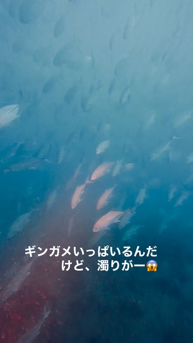 今日は島周りで
ギンガメ、バラクーダ、オオメカマス、カマストガリザメに会えましたよ😆👍
明日は3ダイブドリフト行って来まーす
@marinemate_ishigaki  2023年新艇造船　25名乗り大型ダイビング船でご案内🚢  🐟お得に楽しんじゃおう‼️
　現金特価キャンペーン‼️
　🤿ファンダイビング
「3ダイブ　19000円」　税込、ランチ付き  下記からご予約お待ちしております。
⬇️
https://marinemate.net
#石垣島ダイビング #ヨナラ水道 #ドリフトダイビング #マンタ #石垣島マリンメイト #ダイビング女子 #divingphotography #沖縄ダイビング #野原曽根#上級者ダイビング
#大物狙いダイビング#ギンガメトルネード
#石垣島ダイビングショップ
#石垣島マリンメイト
#マリンメイト
#沖縄ダイビング
#ダイビング好きな人と繋がりたい
#ダイビング女子
#ダイビングライフ
#IshigakiDiving #YonaraChannel #MantaRayDiving #DriftDiving #OkinawaDiving #Nohorozone #ScubaLife #UnderwaterPhotography #ScubaDivingJapan #SwimWithMantas
#PADI