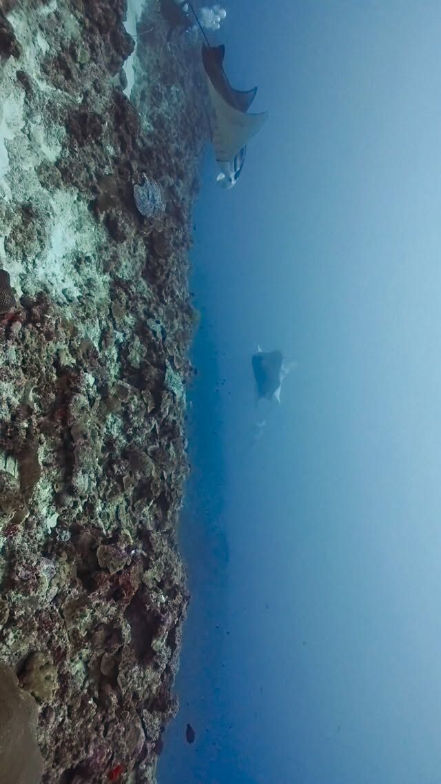 今日はヨナラ水道3ダイブ
マンタ8枚のお祭り状態でした😆👍
明日もヨナラに行って来まーす
@marinemate_ishigaki  2023年新艇造船　25名乗り大型ダイビング船でご案内🚢  🐟お得に楽しんじゃおう‼️
　現金特価キャンペーン‼️
　🤿ファンダイビング
「3ダイブ　19000円」　税込、ランチ付き  下記からご予約お待ちしております。
⬇️
https://marinemate.net
#石垣島ダイビング #ヨナラ水道 #ドリフトダイビング #マンタ #石垣島マリンメイト #ダイビング女子 #divingphotography #沖縄ダイビング #野原曽根#上級者ダイビング
#大物狙いダイビング#ギンガメトルネード
#石垣島ダイビングショップ
#石垣島マリンメイト
#マリンメイト
#沖縄ダイビング
#ダイビング好きな人と繋がりたい
#ダイビング女子
#ダイビングライフ
#IshigakiDiving #YonaraChannel #MantaRayDiving #DriftDiving #OkinawaDiving #Nohorozone #ScubaLife #UnderwaterPhotography #ScubaDivingJapan #SwimWithMantas
#PADI